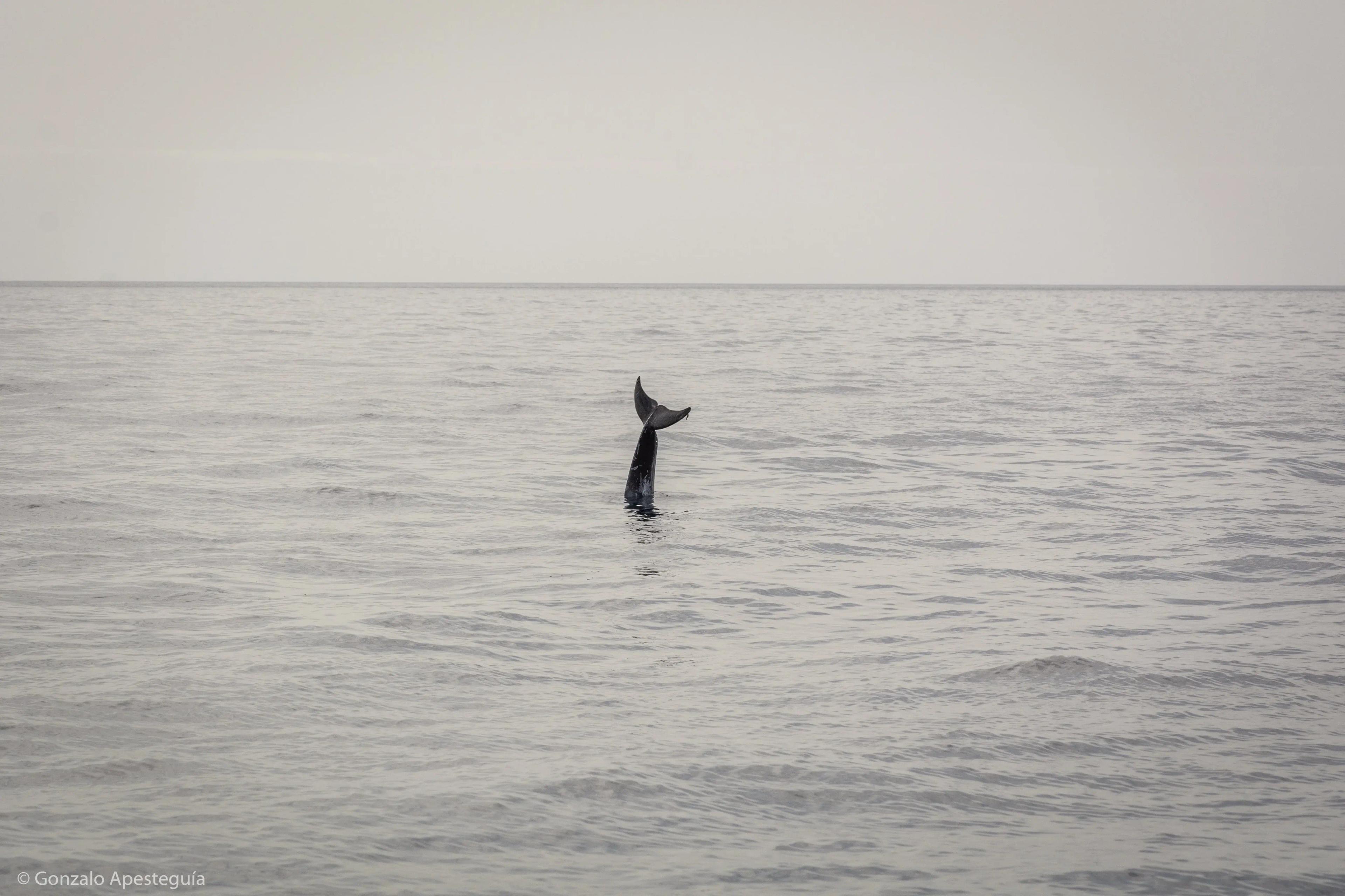 Dolphins: Graceful Guardians of the Sea in Lanzarote slider thumbnail 6
