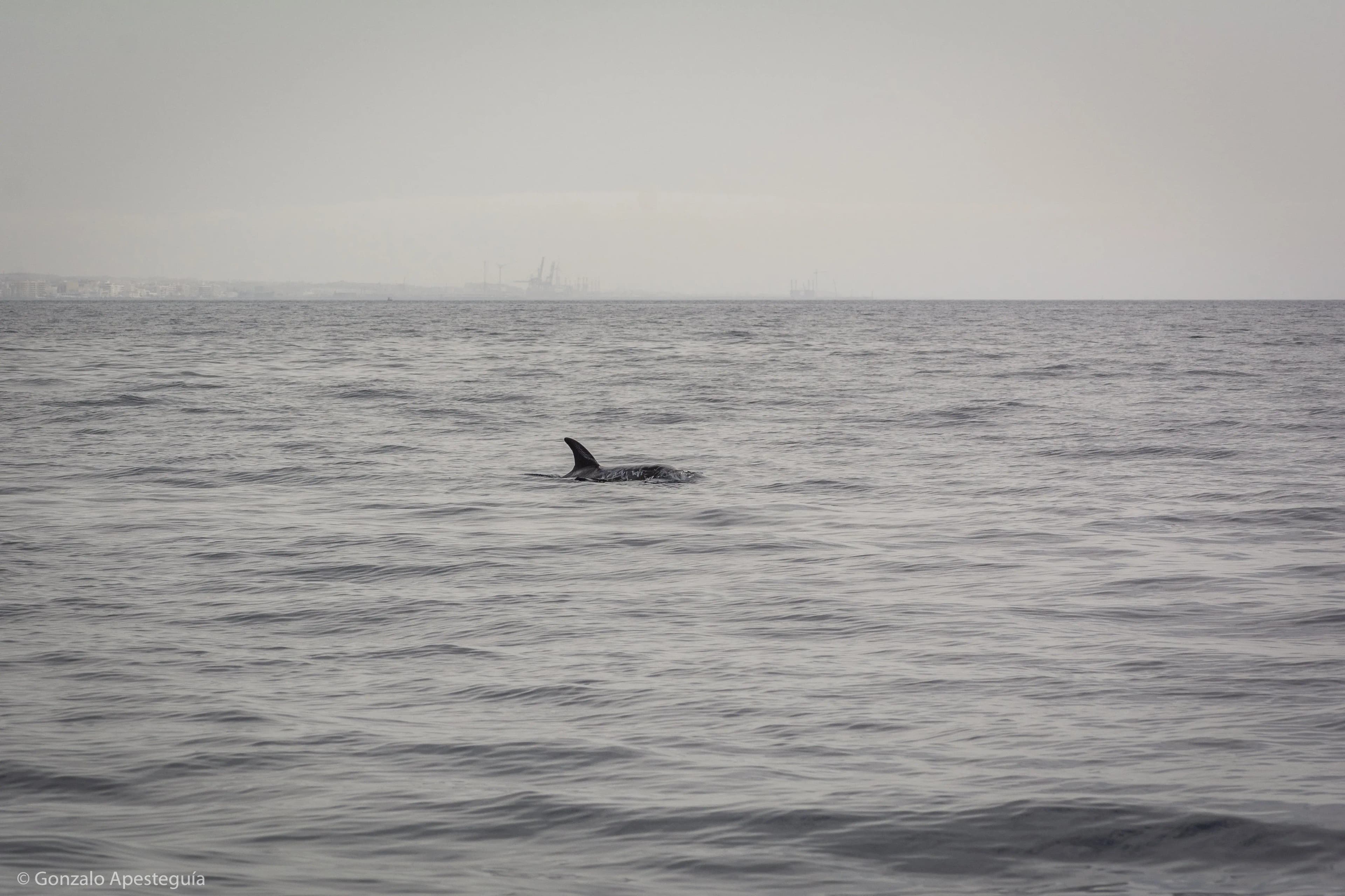 Dolphins: Graceful Guardians of the Sea in Lanzarote slider thumbnail 2