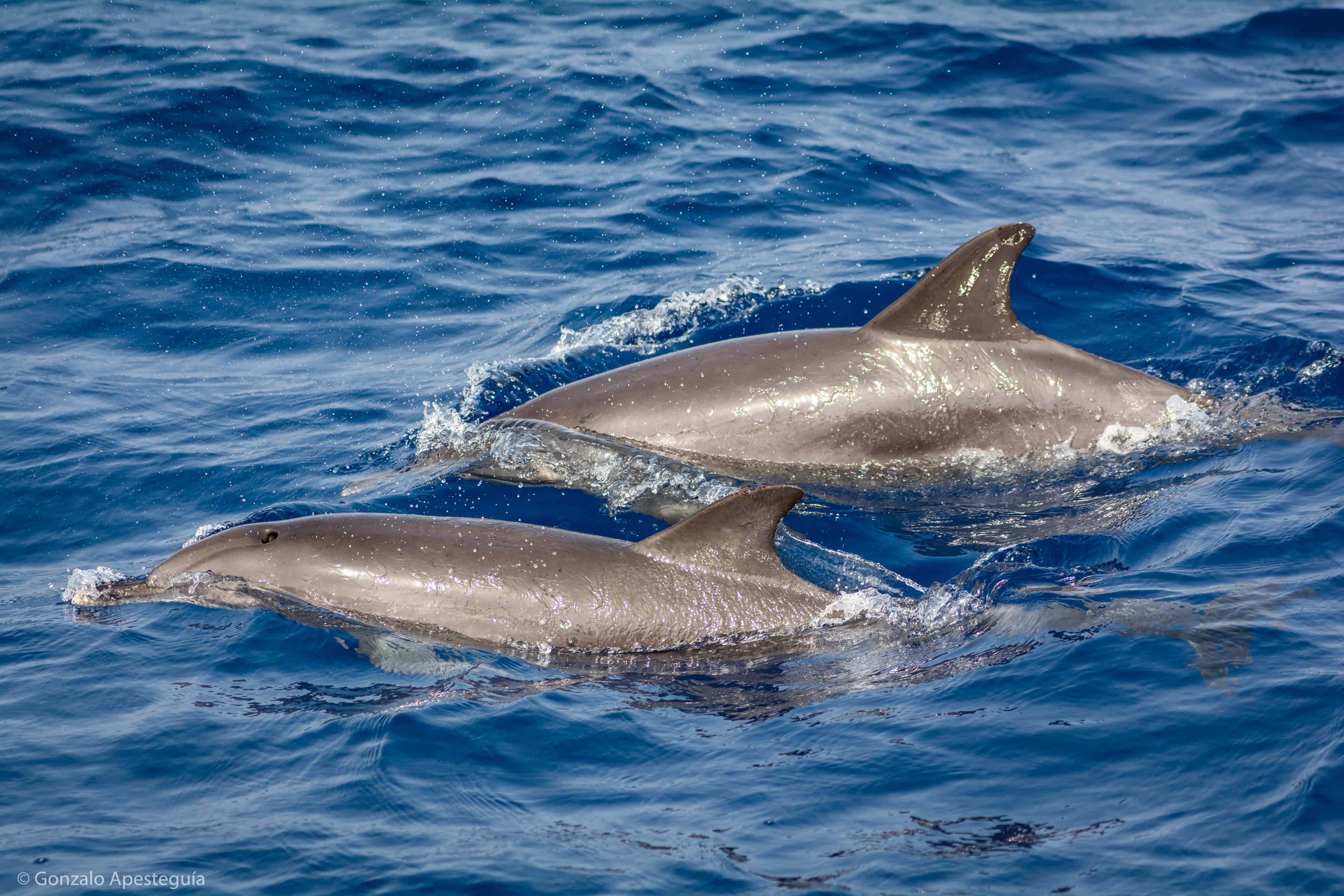 Dolphins: Graceful Guardians of the Sea in Lanzarote slider thumbnail 4