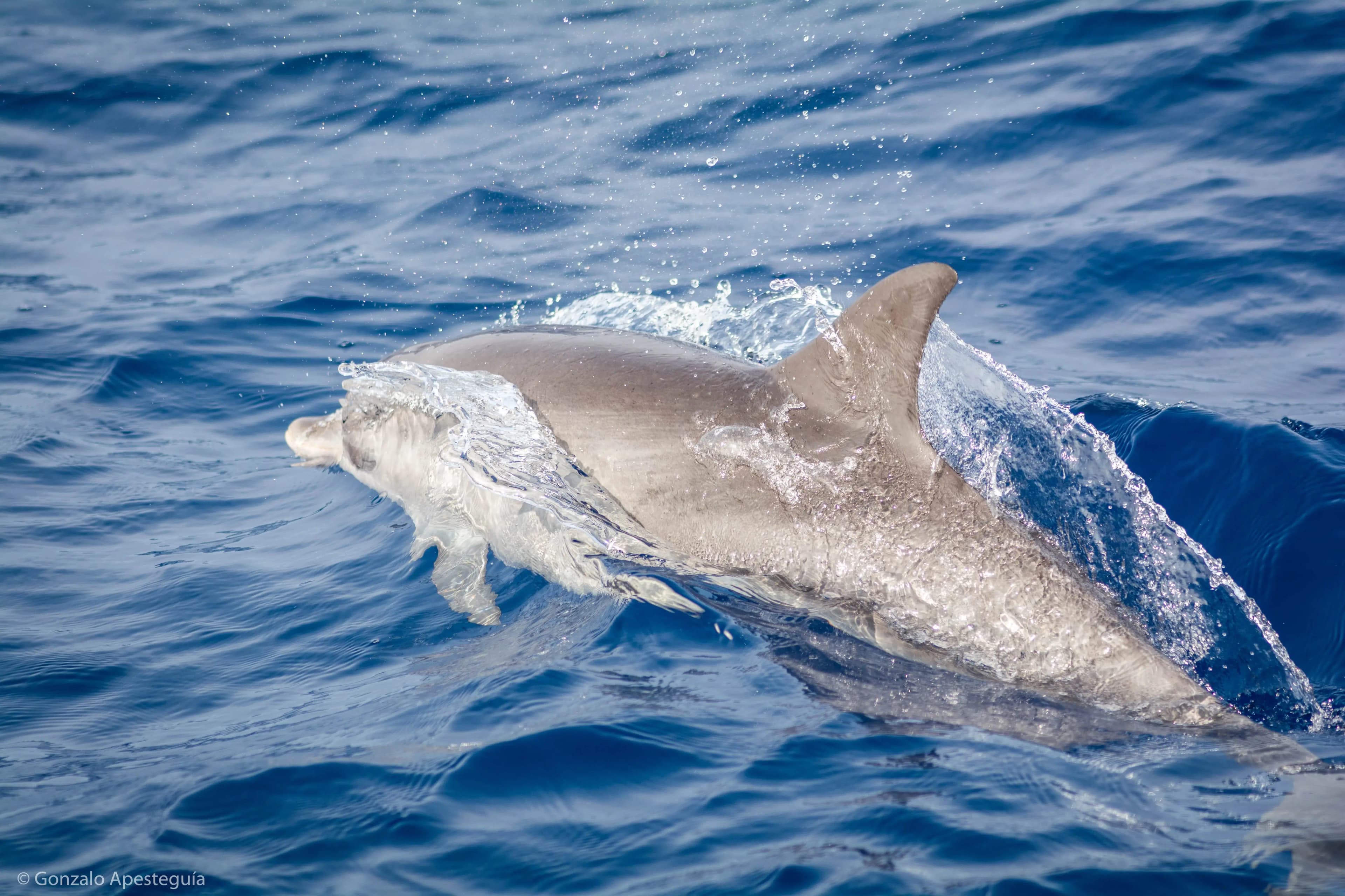 Dolphins: Graceful Guardians of the Sea in Lanzarote slider thumbnail 5