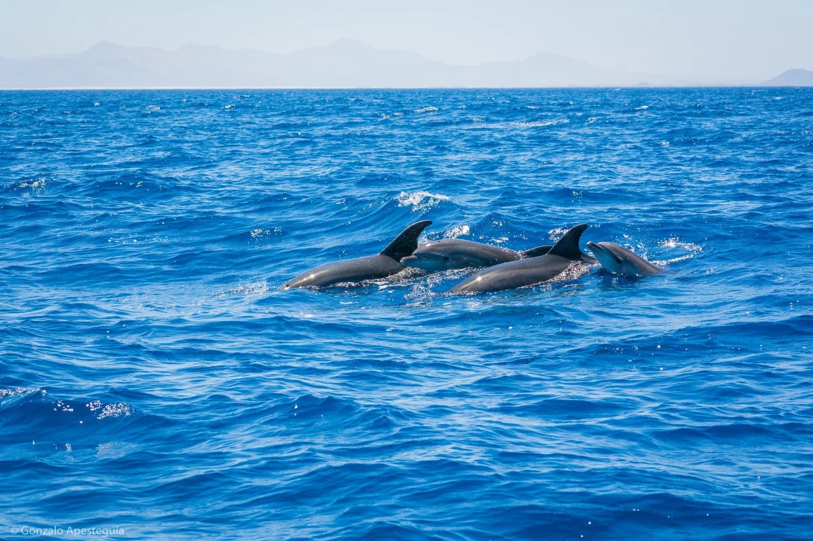 Dolphins: Graceful Guardians of the Sea in Lanzarote slider thumbnail 7
